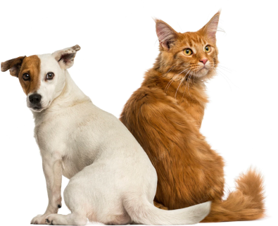 dog-cat